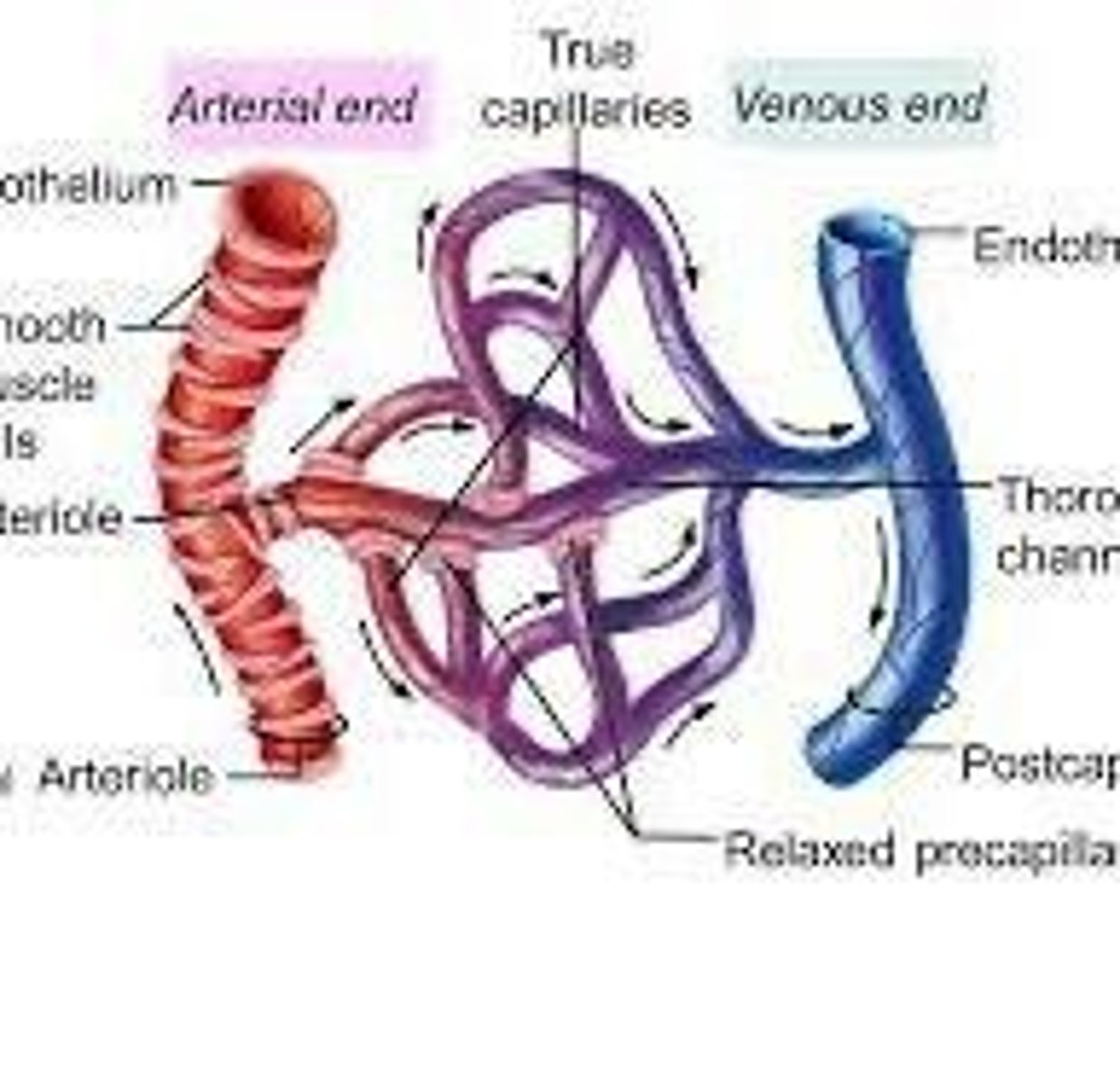<p>The process of moving materials across capillary walls through diffusion, filtration, and reabsorption.</p>
