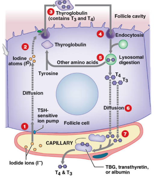 <p>thyroglobulin = globular protein secreted by follicle into colloid → contains many tyrosine residues</p><p></p><ol><li><p>Capillary beds transport iodide ions from blood → follicular cells in response to TSH (active transport)</p></li><li><p>Iodide ions converted → iodine atoms by <strong>thyroid peroxidase → </strong>combine<strong> iodine with thyroglobulin (protein) </strong></p></li><li><p>transferred into colloid → T3 and T4 formed in thyroglobulin</p></li><li><p>endocytosis of thyroglobulin → back into follicular cell</p></li><li><p>lysosomes degrade thyroglobulin → release T3 and T4</p></li><li><p>thyroid hormones diffused out follicle cell → plasma</p></li><li><p>transported in plasma via carrier protein</p></li></ol><p></p>