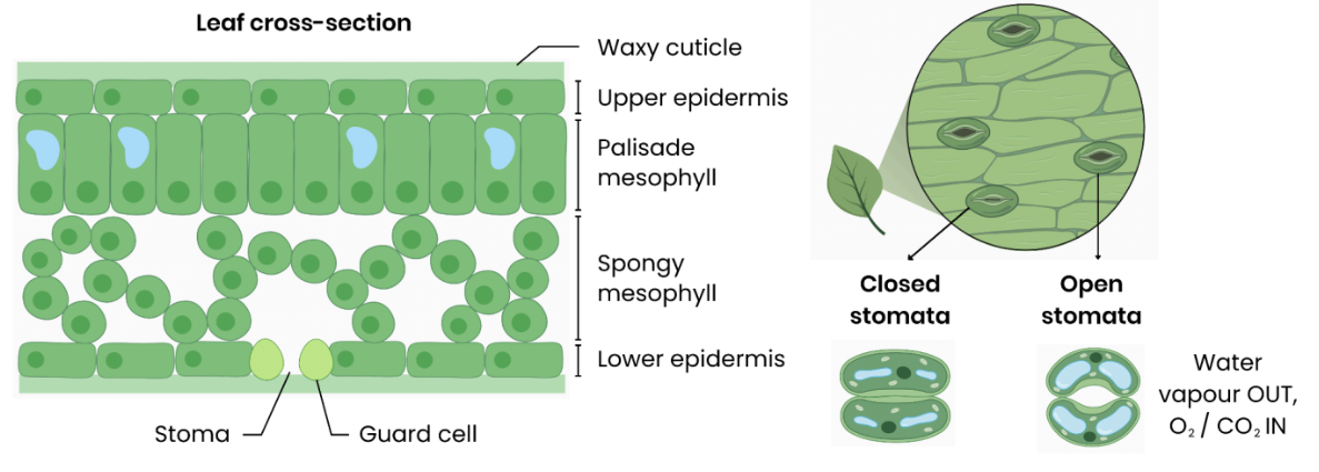 <ul><li><p>Many stomata (high density) → large surface area for gas exchange (when opened by guard cells). </p></li><li><p>Spongy mesophyll contains air spaces → large surface area for gases to diffuse through. </p></li><li><p>Thin → short diffusion distance. </p></li></ul><p></p>