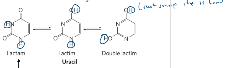 <p>interconverted form of a base</p>