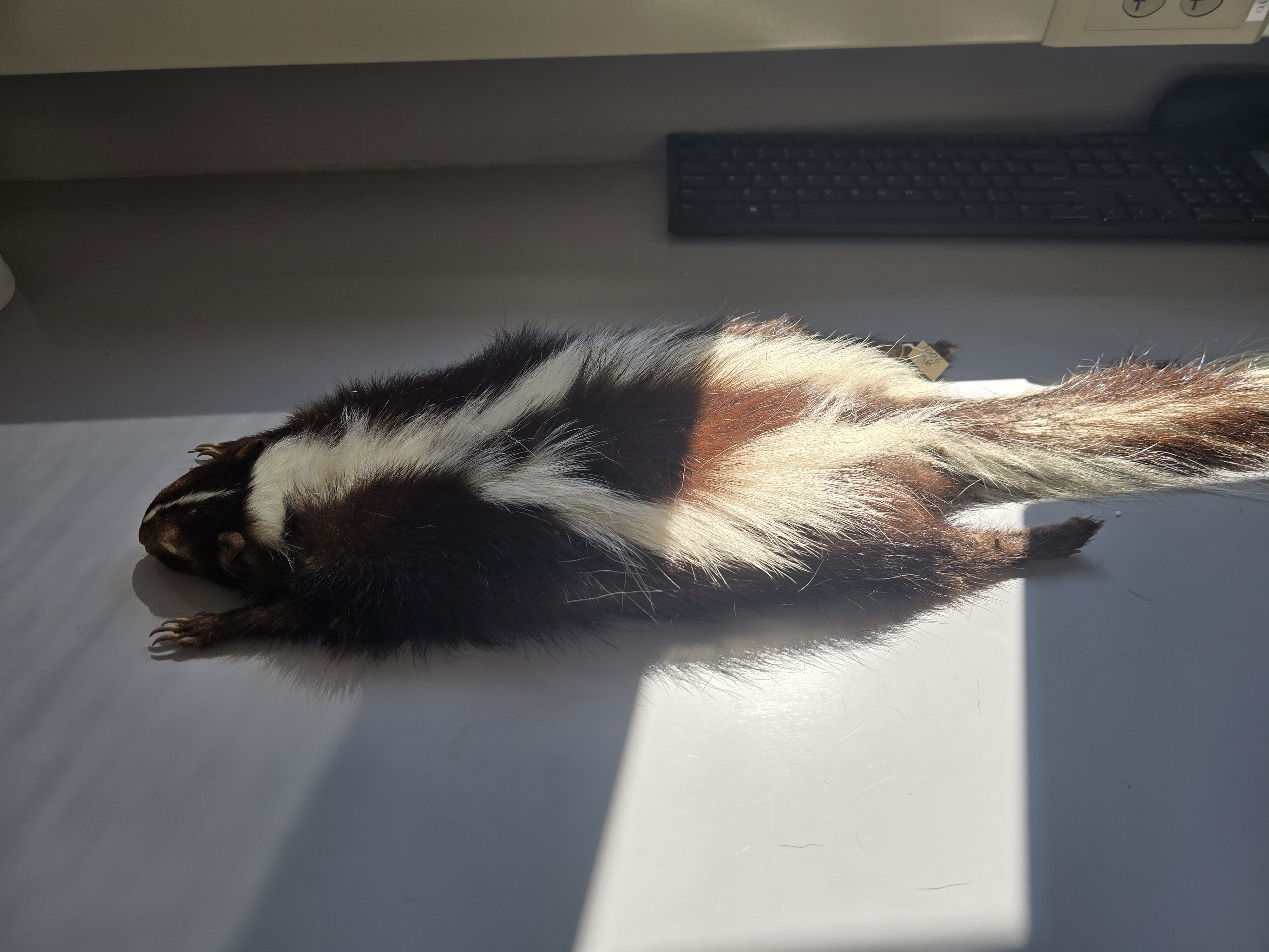 <p><span><span>striped skunk</span></span></p>