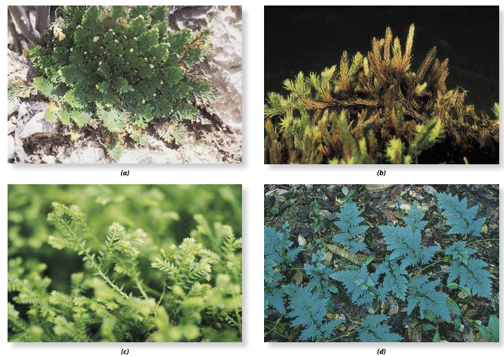 <p>São pequenas plantas e apresentam <mark data-color="purple" style="background-color: purple; color: inherit">heterosporia</mark> (condição evoluída), por uma pequena protuberância na página superior dos microfilos, a <mark data-color="purple" style="background-color: purple; color: inherit">lígula</mark>.</p><p>Embora a lígula seja uma estrutura simples e as suas vantagens adaptativas sejam desconhecidas, pode ser usada para distinguir fósseis.</p>