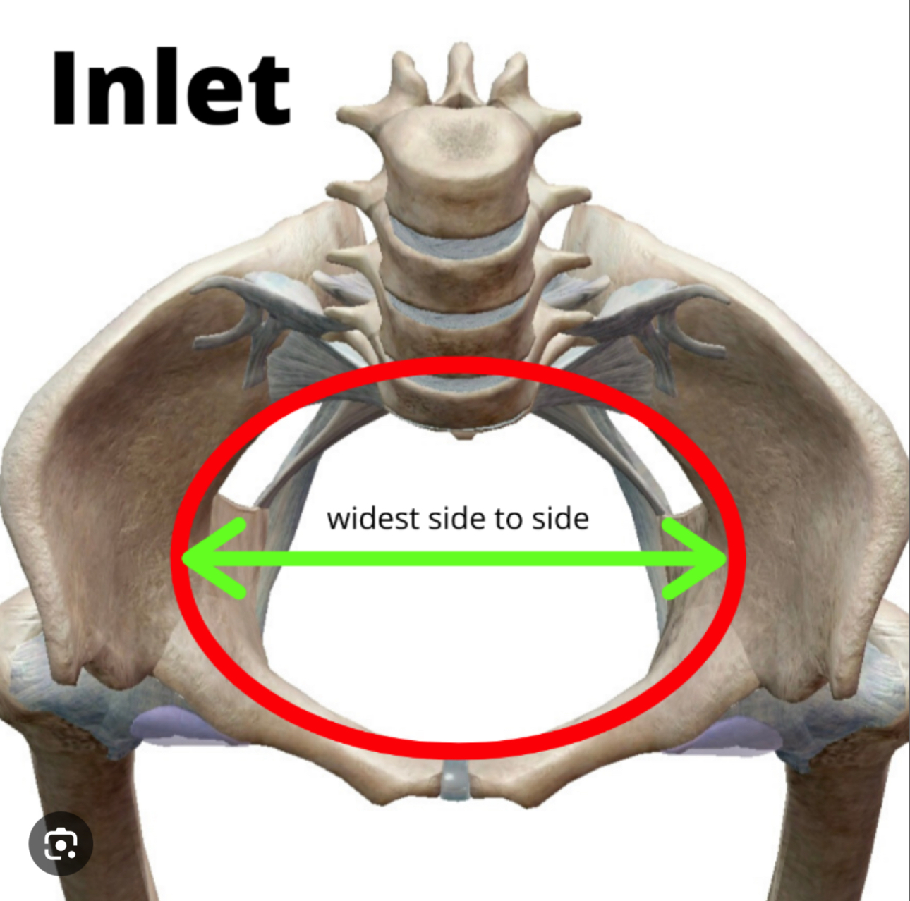 <p>Entrance and exit points of the pelvis</p>