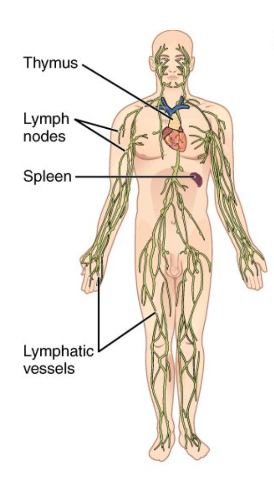 <p>Lymphatic System</p>