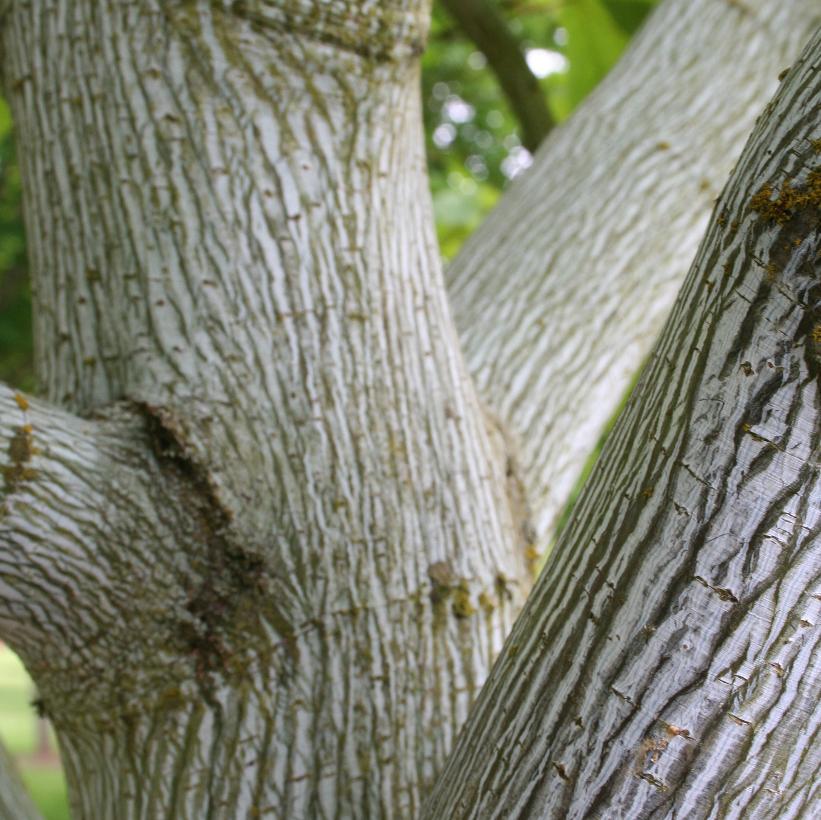 <p>striped maple, Acer pensylvanicum, Sapindaceae</p>