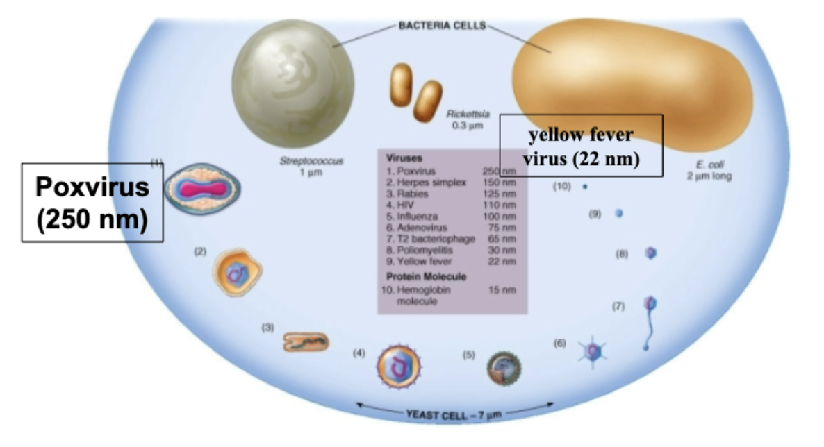 <p><span>Differences between viruses and cells; review size comparisons of viruses, bacteria and eukaryotic cells (such as the yeast)</span></p>