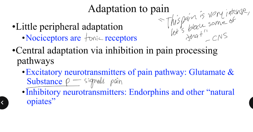 <p>Pain does NOT adapt well at the receptor level, but it can be suppressed in the ___.</p>