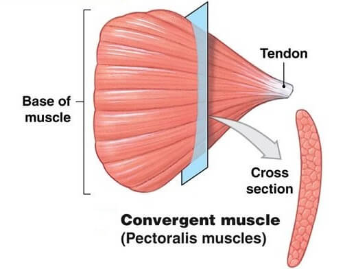 <p>convergent muscles</p>