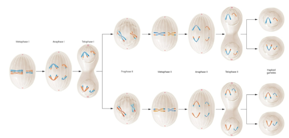 <p>Stages of Meiosis 1: prophase 1, metaphase 1, anaphase 1, telophase 1</p><p>Stages of Meiosis 2: prophase 2, metaphase 2, anaphase 2, telophase 2</p>