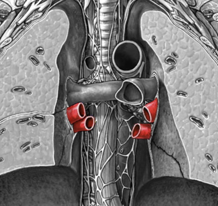 <p>Which vessel of heart:</p><ul><li><p>Drain blood from lungs into left atrium</p></li></ul><p></p>