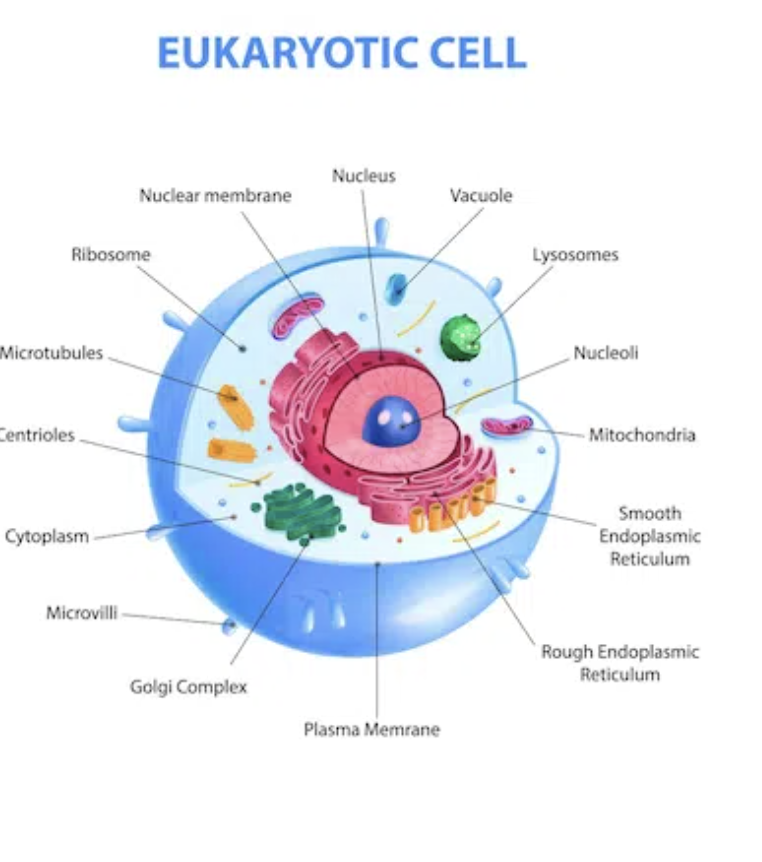<p>A larger, complex cell type that makes up all multi-cellular Organisms (animals, plants, fungi..)They have a nucleus and membrane-bound Organelles and&nbsp;are capable of forming specialized tissues. This complex cell type evolved from Prokaryotes around 2 Billion years ago.</p>