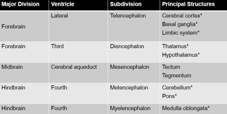 Anatomical Subdivisions of the Brain