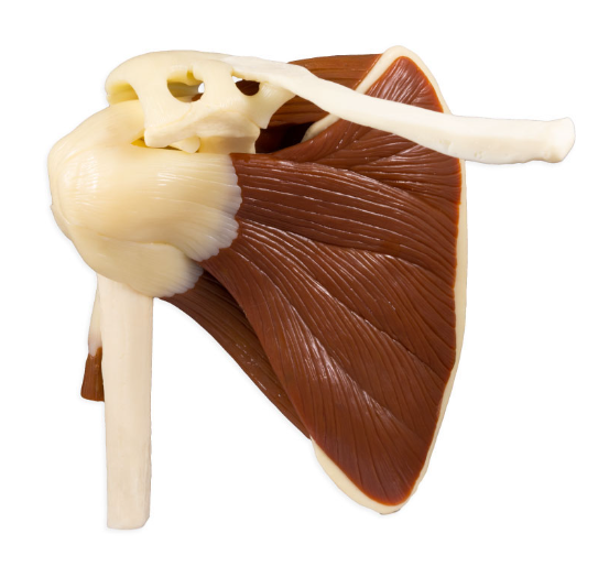 <p>What joint is shown here?</p>