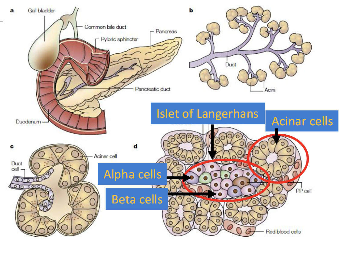 <p>Hormone producing cells(endocrine); 2-5% of cells</p><ul><li><p>Beta Cells - insulin</p></li><li><p>Alpha Cells - Glucagon</p></li></ul><p></p>