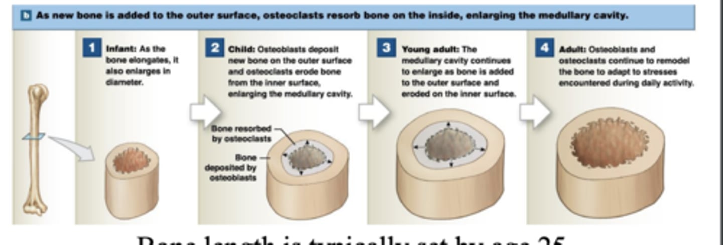 <p>Osteoblasts in periosteum add bone matrix to surface</p><p>• Forming circumferential lamellae on outer surface</p><p>• Osteons are formed</p><p>• Osteoclasts break down layer below endosteum to enlarge medullary cavity</p><p>- bone length typically set by age 25</p>