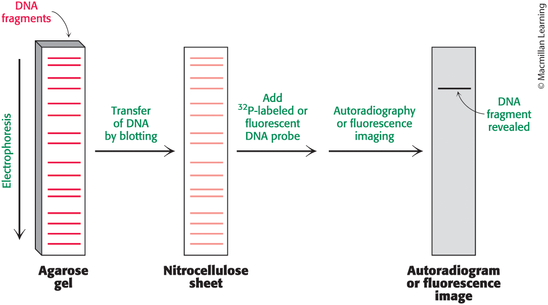 <p>a laboratory technique used to detect specific DNA sequences in DNA samples, involving the transfer of DNA from a gel to a membrane and hybridization with labeled probes. </p>