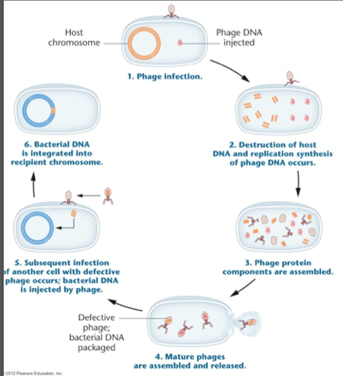 <p>Requires a vector, or a virus that carries genetic material from one bacteria to the other. Bacteriophages can trap a segment of host DNA during assembly, it can then release it in another infection later on.</p>