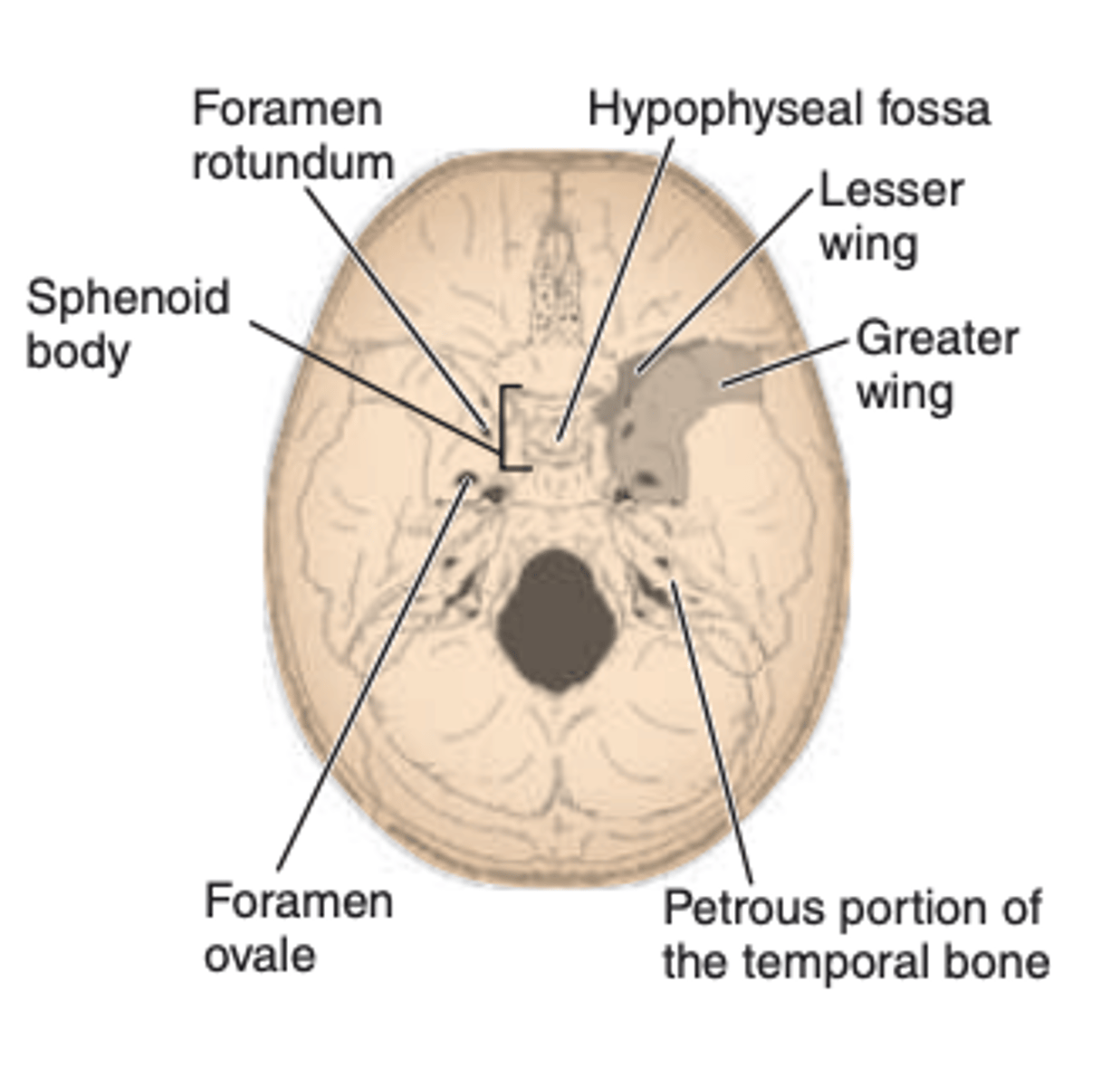 <p>-thin triangular projections that extend into the POSTERIOR wall of the orbit </p><p>-form the ANTERIOR aspect of the SUPERIOR surface of the body</p>
