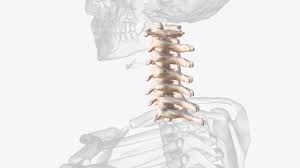 <p>base of the skull to the top of the shoulders</p>