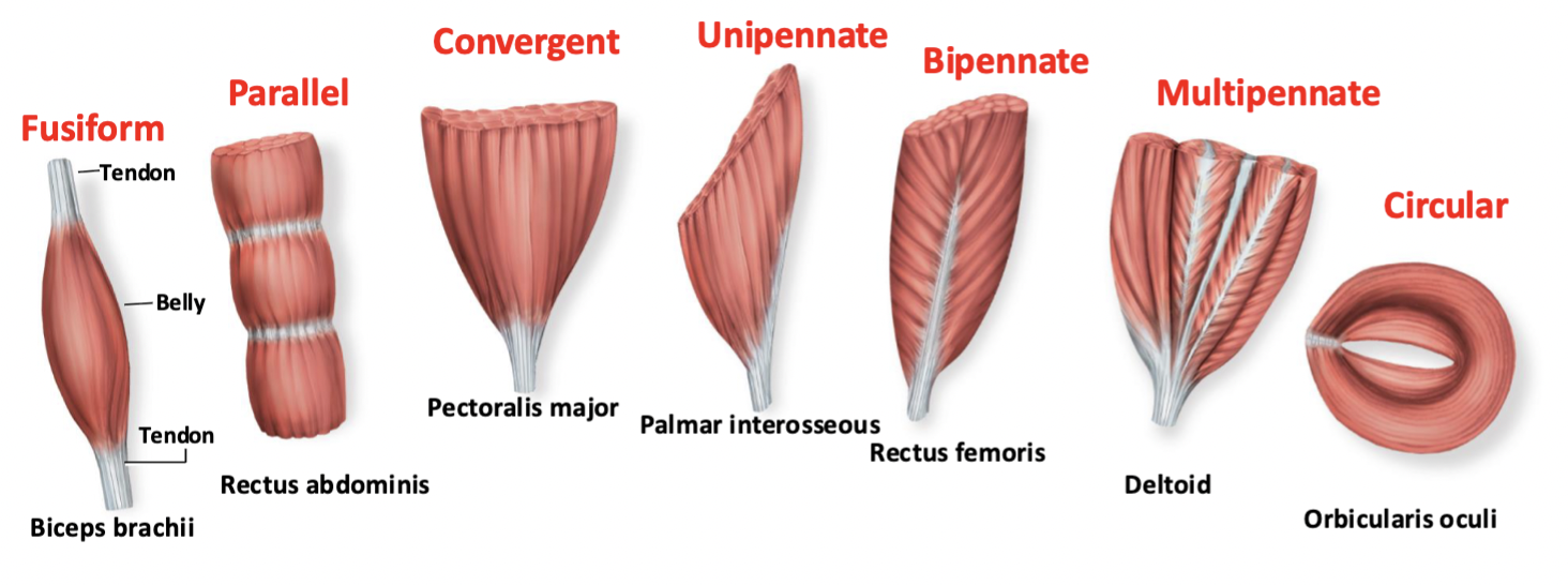 <p>strength of a muscle and the direction of its pull are determined partly by the orientation of its fascicles</p>