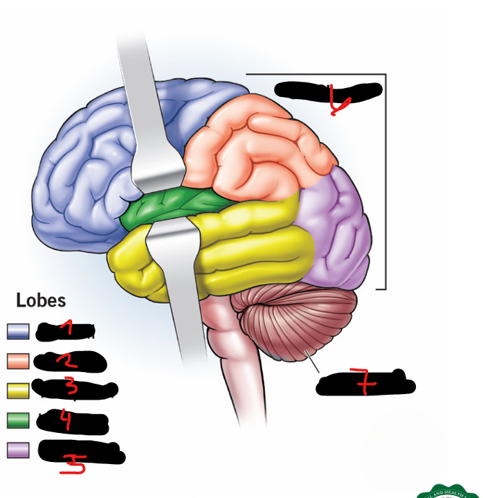<p>7</p>