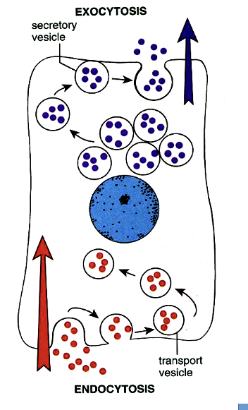 <ul><li><p><span style="font-family: &quot;Calibri Light&quot;;">inward secretory pathway</span></p></li><li><p><span style="font-family: &quot;Calibri Light&quot;;">Plasma membrane components delivered to endosomes</span></p></li><li><p><span style="font-family: &quot;Calibri Light&quot;;">Components can be recycled or delivered to lysosomes for degradation</span></p></li><li><p><span style="font-family: &quot;Calibri Light&quot;;">Used to import various nutrients or ingest organisms or debris</span></p></li></ul><p></p>