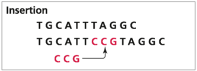 <p>Adding a new segment of DNA</p>