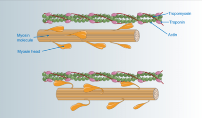 <p><mark data-color="blue">Sarcomeres: Myosin and actin interaction</mark></p><p>Can you label, describe and explain what this diagram is/shows?</p>