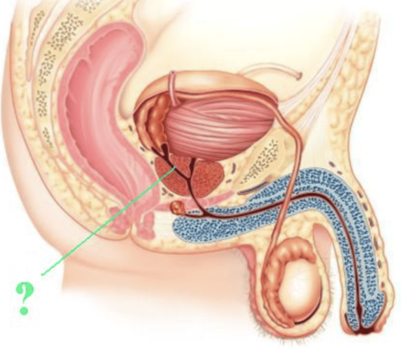 <p>ejaculatory duct</p>