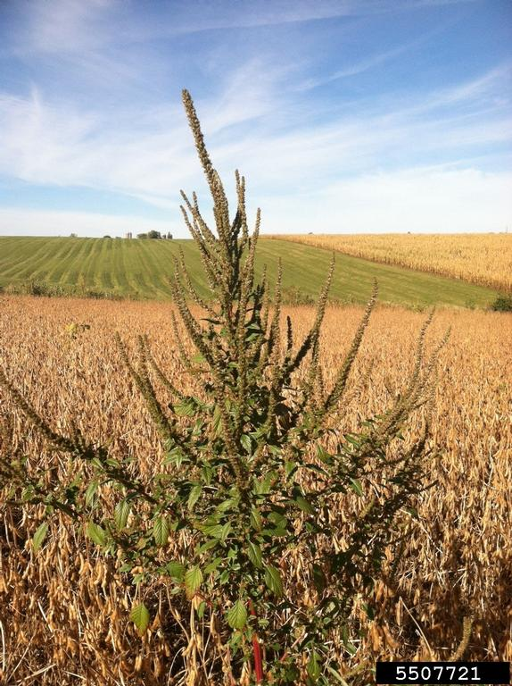 <p><span style="font-family: &quot;Calibri&quot;, sans-serif;">Palmer amaranth</span></p>