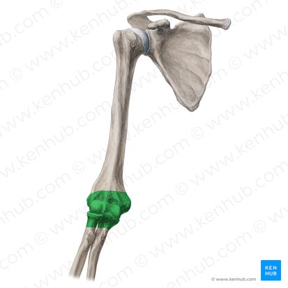 <p>ellebooggewricht</p>