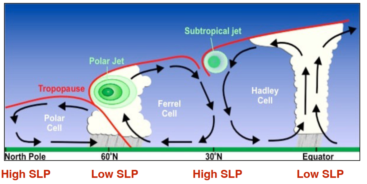 <ul><li><p>surface air at <strong>the equator</strong>&nbsp;warms and rises aloft. this air spreads north/south and becomes more dense as it cools and dries due to precipitation. it sinks and warms at about<strong> 30 degree latitude</strong></p></li><li><p>warm and dry surface air at 30 degrees spreads out north and south, picks up moisture, by 60 degree latitude, it has moistened to the point where it rises, cools precipitates and spreads out aloft north and south</p></li><li><p>near the poles, the air aloft becomes very cold and dense so it sinks over the poles and spreads out towards the equator</p></li></ul><p></p>