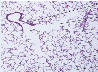 <p>What tissue is this?</p>