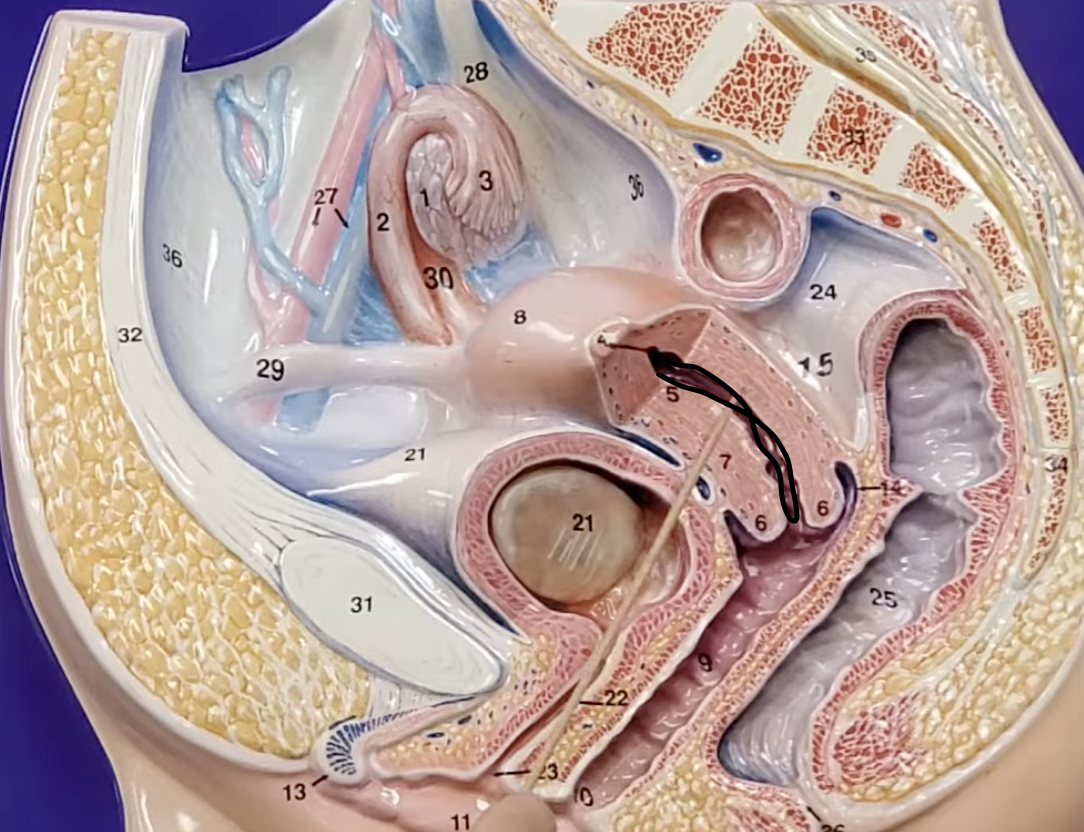 <p>thin INNER layer of the uterus</p>