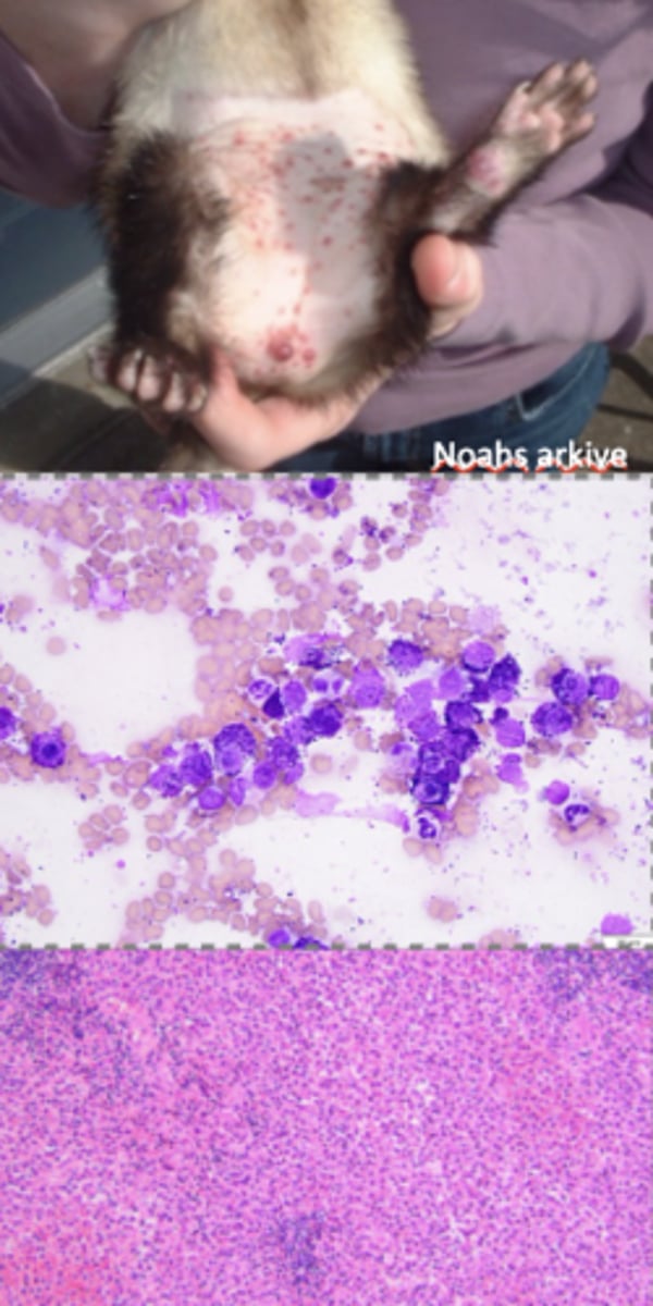 <p>What kind of round cell tumor is this?</p>