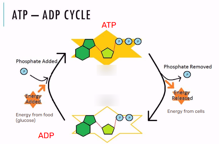 <p>Glucose, phosphate, ATP, phosphorylation</p>