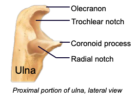 <p>the space of the ulna accommodating the trochlea of the humerus; <span style="font-family: ArialMT">fits over trochlea to create a hinge (allows elbow to bend)<br></span></p>