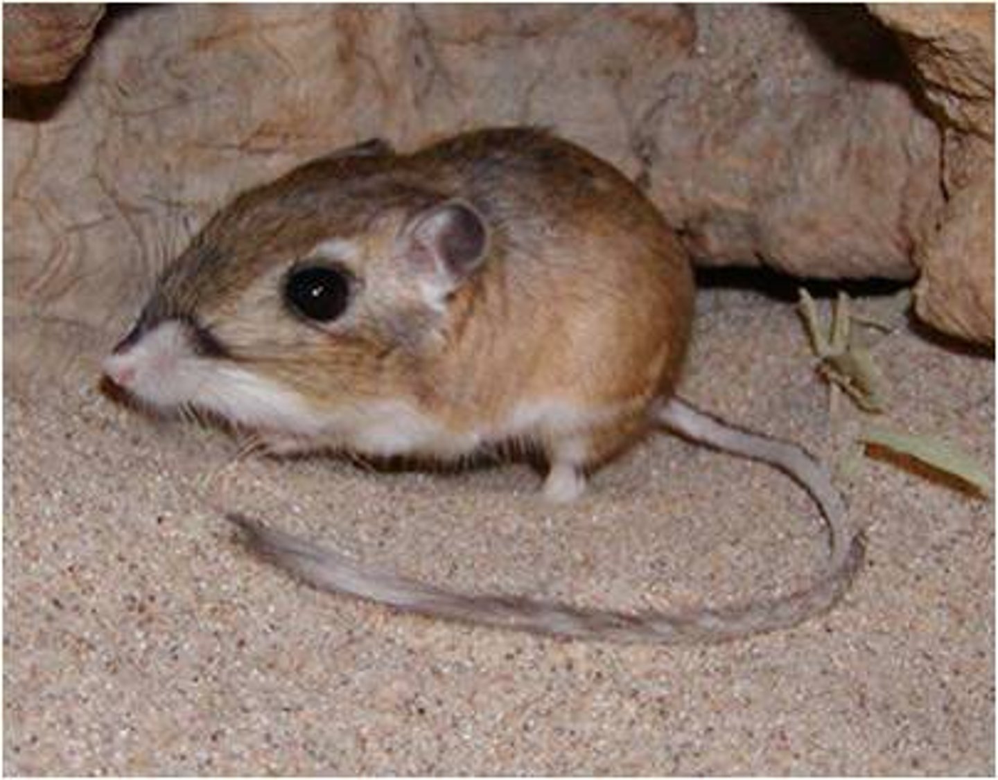 <p>kangaroo rat</p>