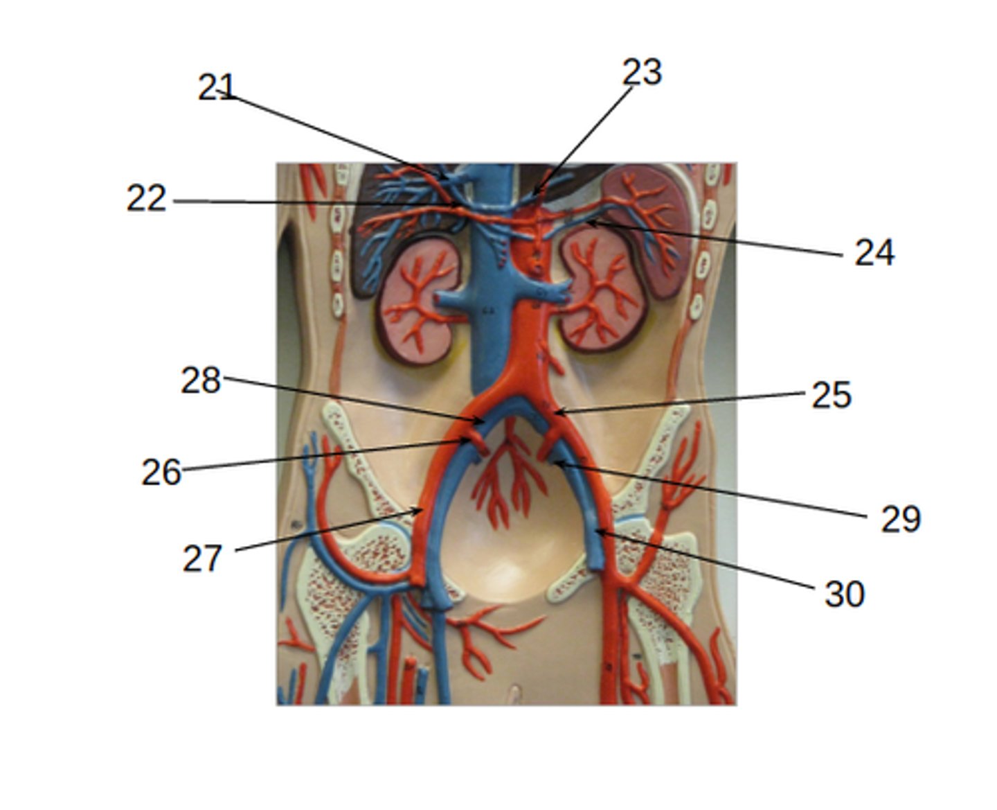 <p>What structure is #27?</p>
