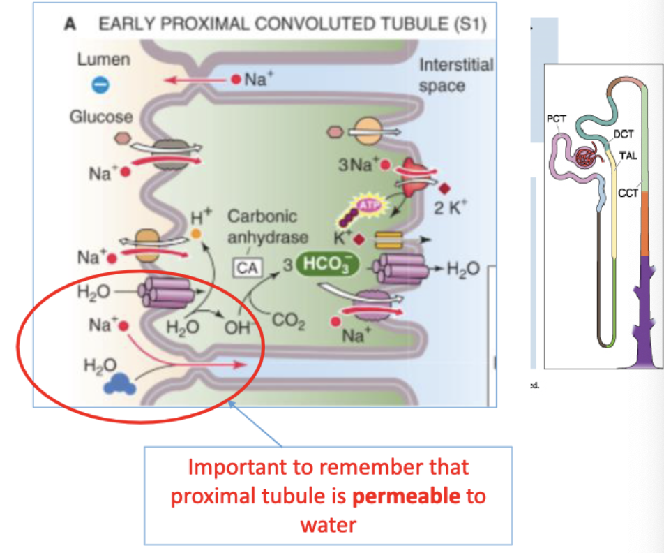 <p>how does reabsorption occur in the proximal tubule?</p>