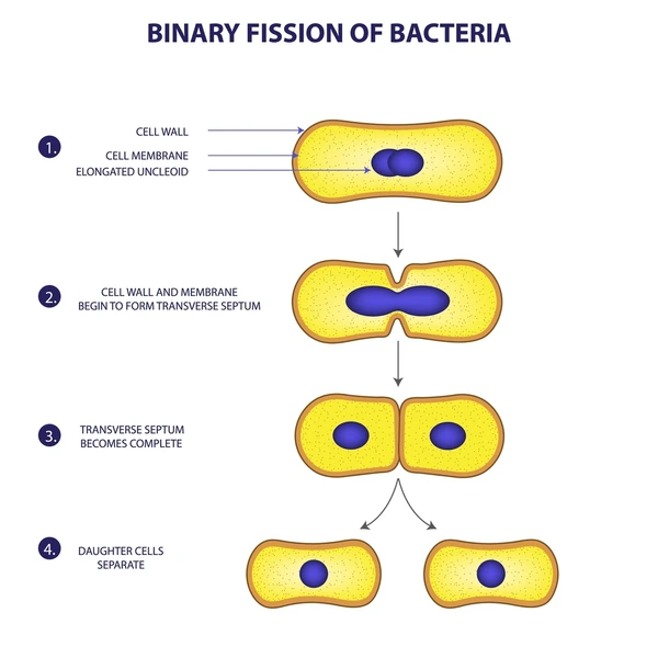 <p>1. The cell elongates and DNA is replicated<br>2. Cell wall and membrane begin to divide<br>3. Cross wall formation occurs and the DNA copies are completely separated<br>4. Two genetically identical cells separate.</p>