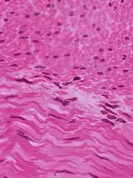 <p>What tissue is this</p>