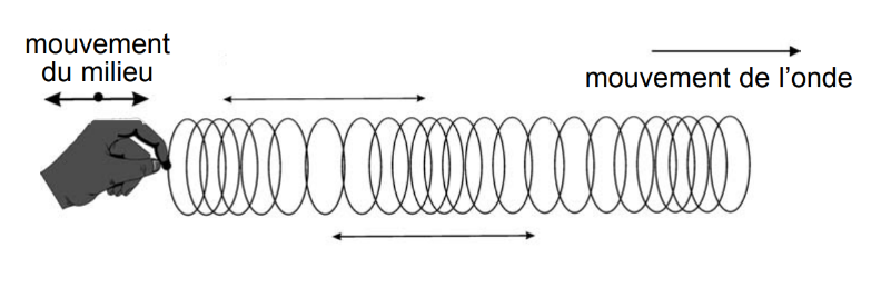 <p>Les compressions et les raréfactions </p>