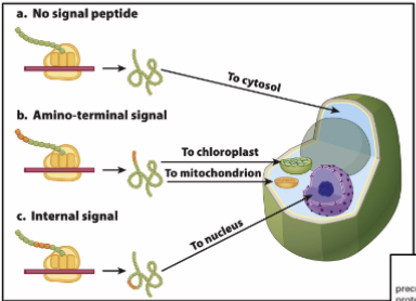<p>N-terminal sequences direct proteins to their respective organelles, which are eventually directed to the right compartment/membrane</p><ul><li><p><strong>mitochondria:</strong> OMM, IMM, intramembrane space, matric</p></li><li><p><strong>chloroplast:</strong> OCM, ICM, thylakoid membrane/lumen, stroma</p></li></ul><p></p>