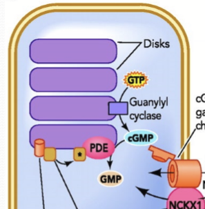 <p>The segment disc membranes of cones and rods. </p>
