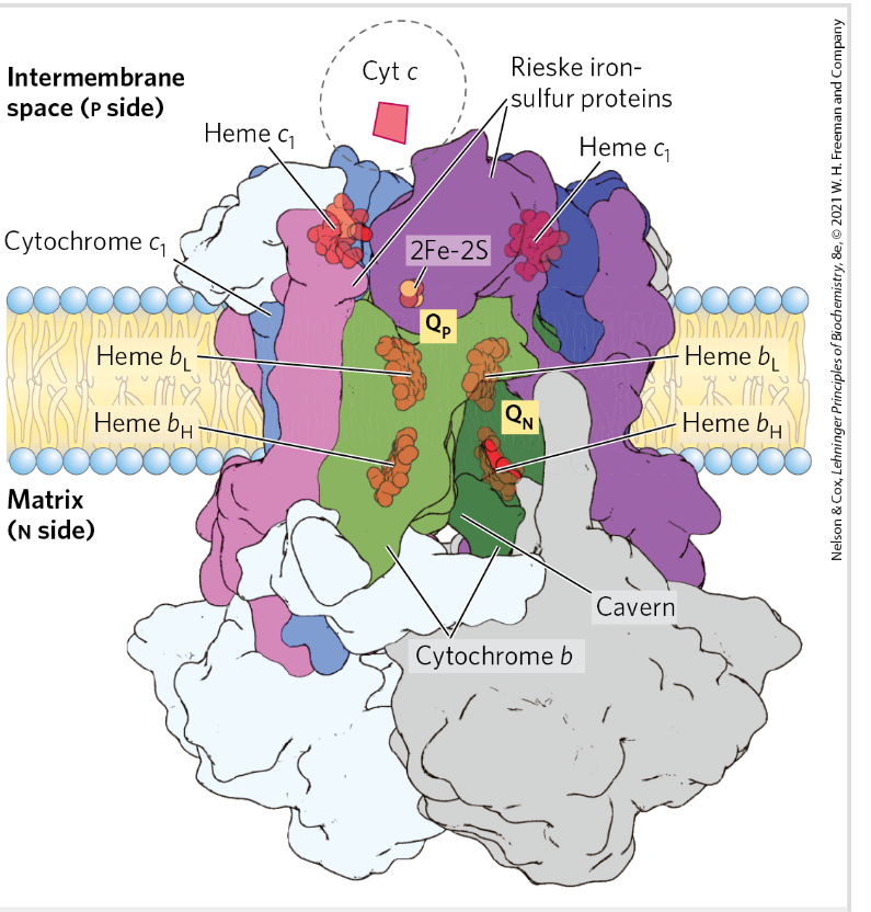 <p>Carries e from reduced Q to Cyt c</p><p>Prosthetic groups: Heme, Fe-S</p><p>Proton pump</p><p>Dimer- functional unit</p>