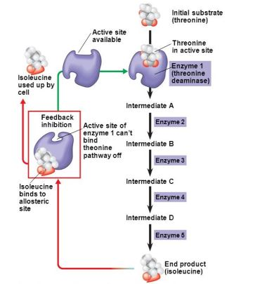 <p>Describe feedback inhibition as a mechanism to control metabolic pathways?</p>