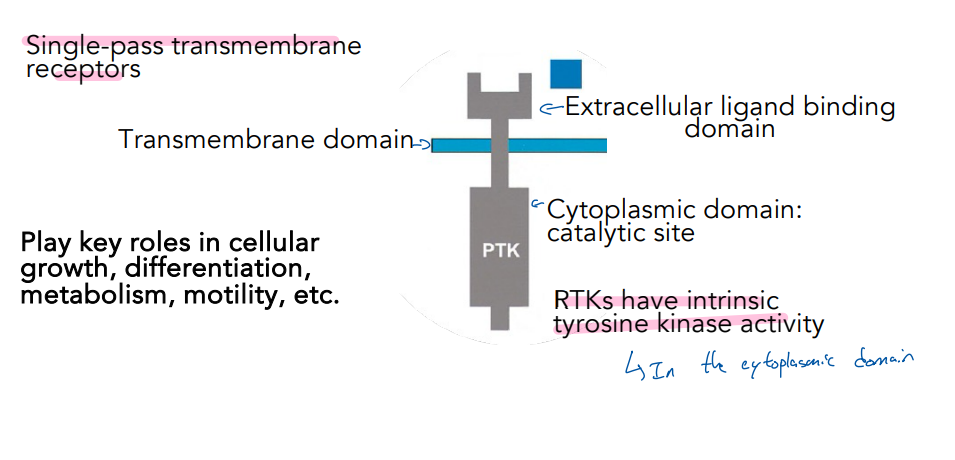 <ul><li><p>The tyrosine kinases receptor is a single-pass transmembrane receptor </p></li><li><p>Cellular growth, differentiation, metabolism and motility </p></li><li><p>Receptor tyrosine kinase are have intrinsic tyrosine kinase activity </p></li></ul><p></p>