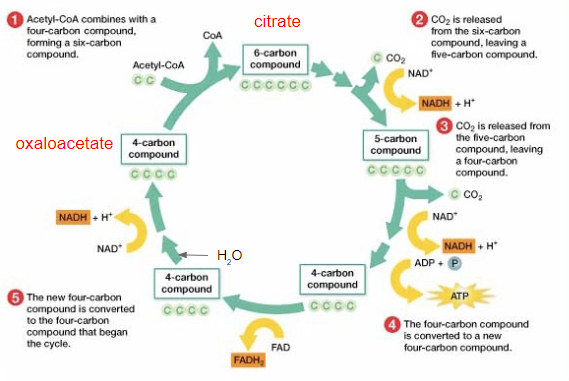 
1. acetyl-coA combines with oxaloacetate to produce a 6-carbon molecule (Citrate) and CoA is removed.
2. CO2 is removed, and NAD+ is reduced to NADH, resulting in a 5-carbon chain
3. step 2 is repeated, resulting in a 4-carbon molecule
4. NAD+ is reduced to NADH
5. Substrate level phosphorylation of ADP into ATP
6. FAD is reduced into FADH2
7. NAD is reduced to NADH. Results in the reformation of oxaloacetate.