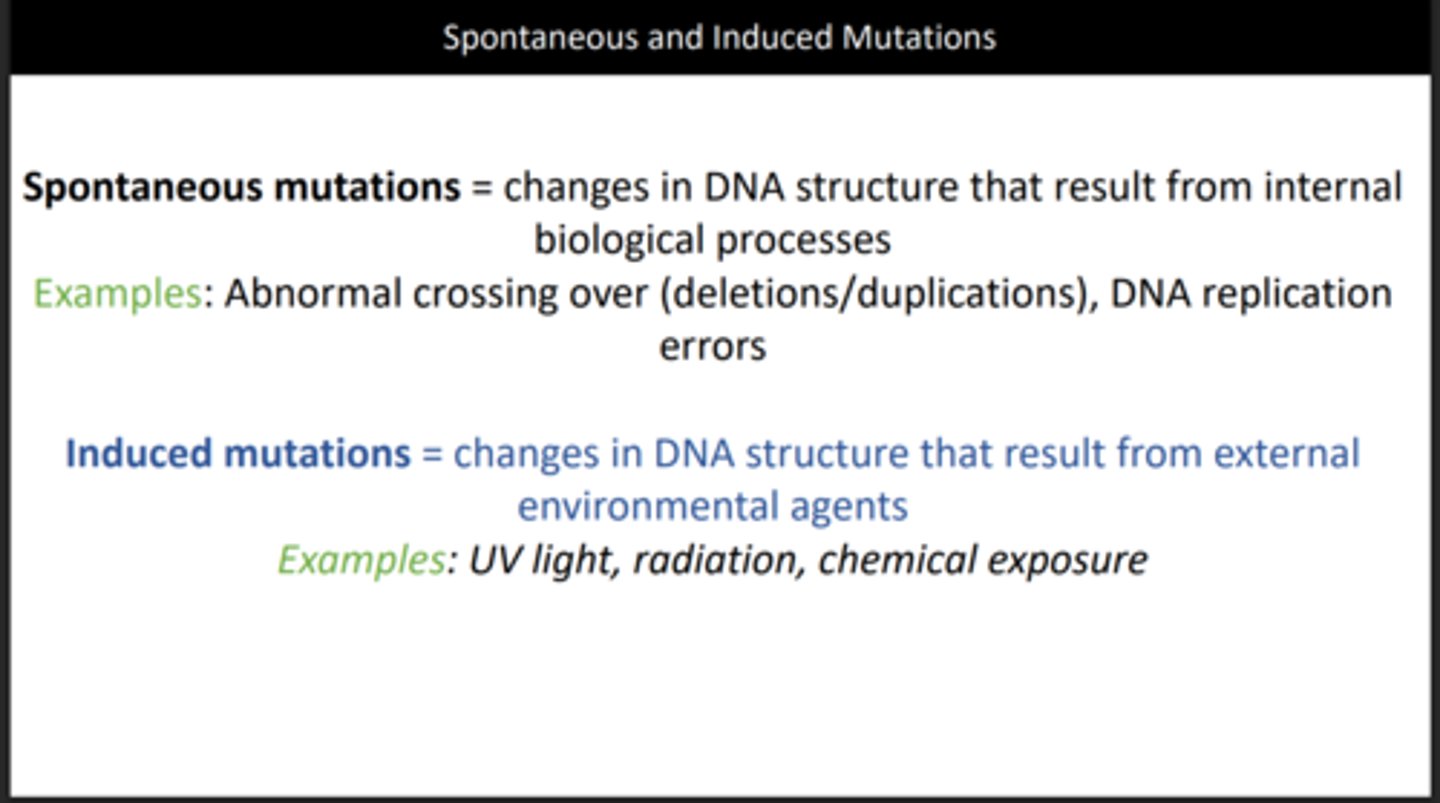 <p>Spontaneous mutations - Naturally occurring mutations</p><p>Induced mutation - Mutations caused by chemicals or radiation</p>